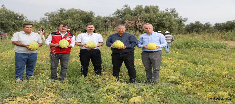 COĞRAFİ İŞARET ALMIŞ KIRKAĞAÇ KAVUNUNDA HASAT DEVAM EDİYOR