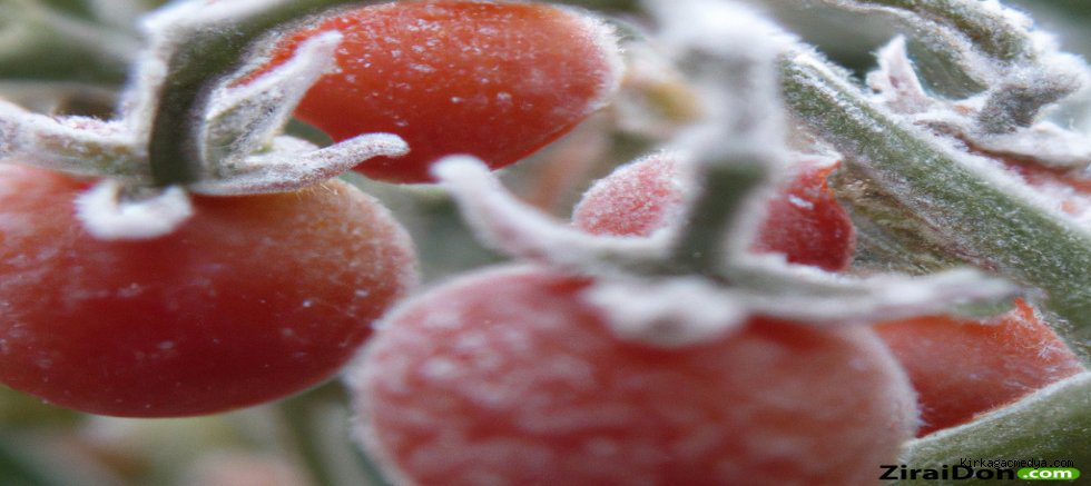 Meteoroloji'den zirai don uyarısı!