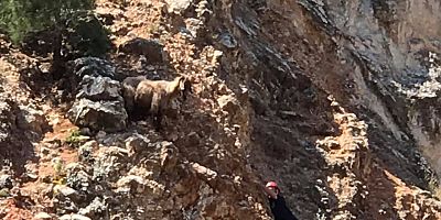  2 GÜNDÜR KAYALIKTA MAHSUR KALAN KEÇİ KURTARILDI