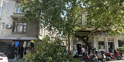 Çınarın dalı kırıldı! Vatandaşlar ucuz kurtuldu