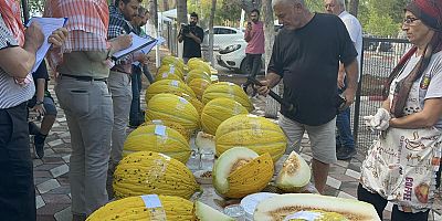 EN GÜZEL KAVUN SEÇİLDİ 