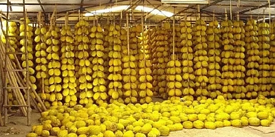 Kırkağaç Kavunu, AB Coğrafi Tescili ile Dünyaya tanıtılacak
