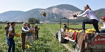 KIRKAĞAÇ KAVUNUNDA HASAT BAŞLADI