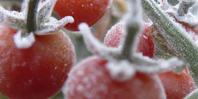 Meteoroloji'den zirai don uyarısı!