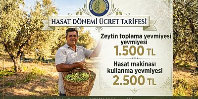 ZEYTİN  TOPLAMA YEVMİYELERİ BELİRLENDİ. 